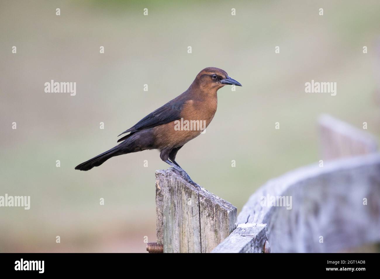 A female boat-tailed grackle (Quiscalus major) perched on a fence at the Guana-Tolomato-Matanzas National Estuarine Research Reserve with a clean back Stock Photo