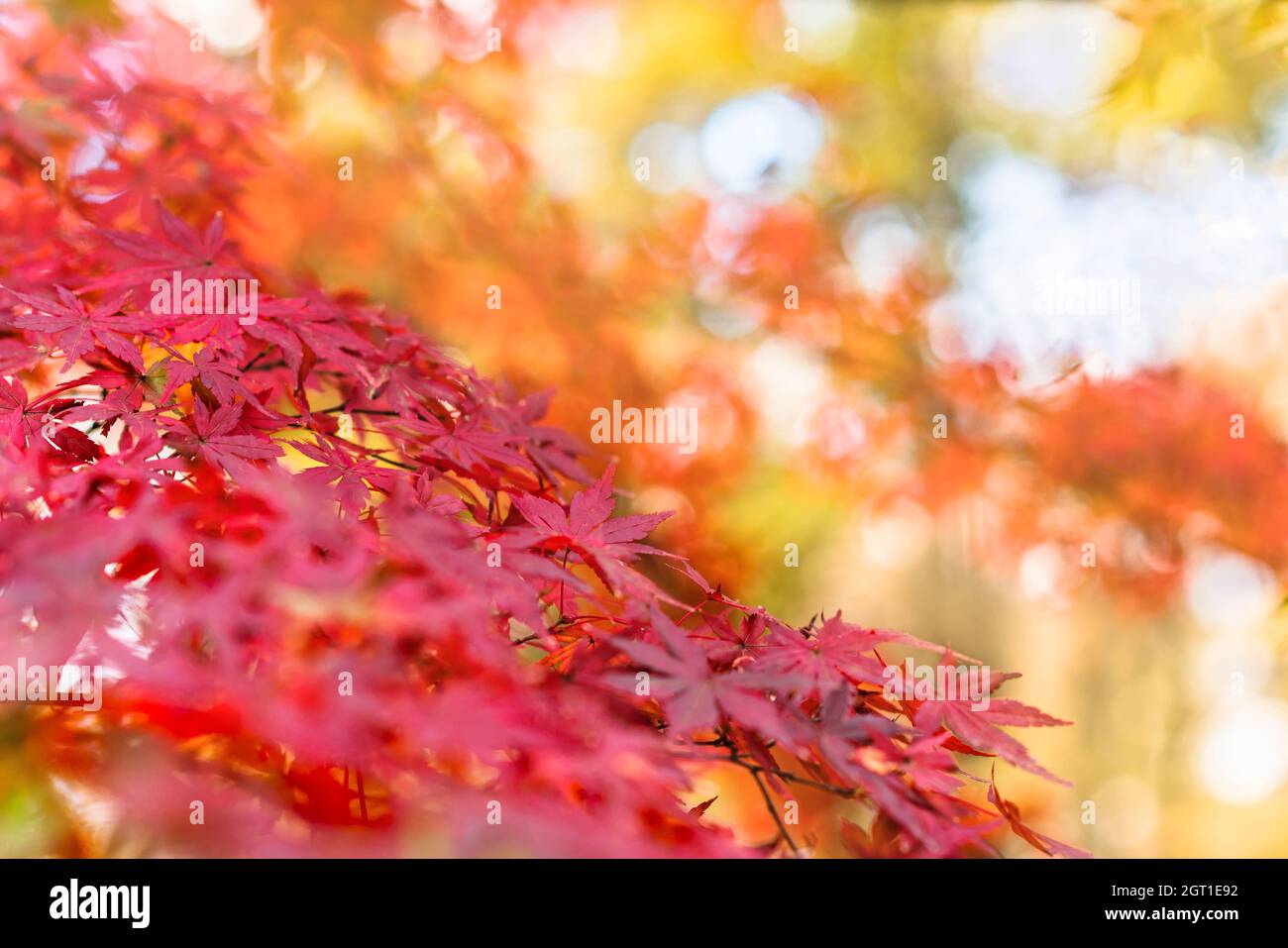 Iroha momiji hi-res stock photography and images - Alamy