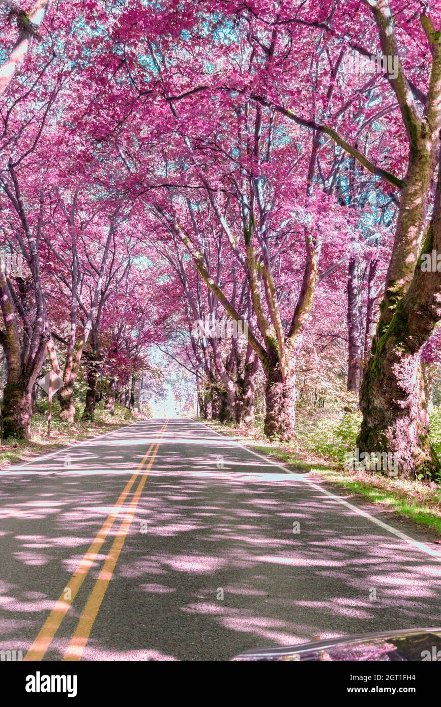 view-of-cherry-blossom-trees-along-road-2GT1FH4.jpg