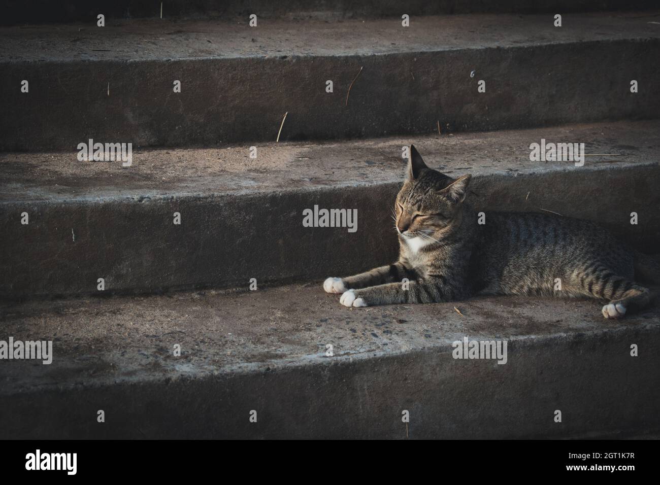 Cat Resting On Staircase Stock Photo Alamy