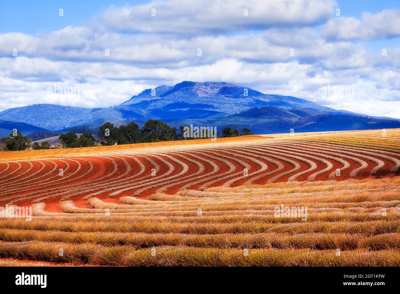 Spirals of Lavender rows on red soil of Lavender farm in rural Tasmania against distant mountain. Stock Photo