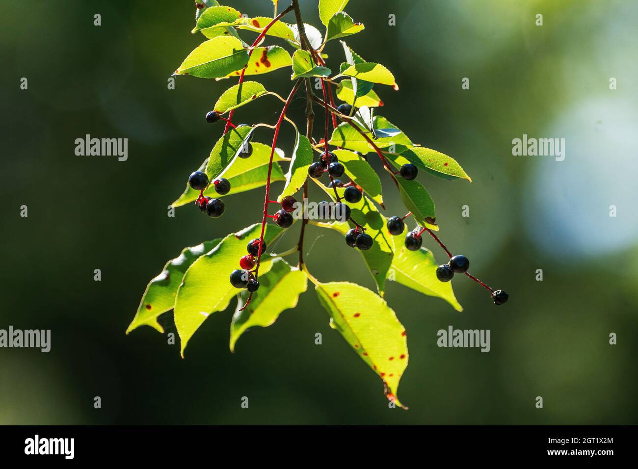 Black cherry leaves and fruit Stock Photo