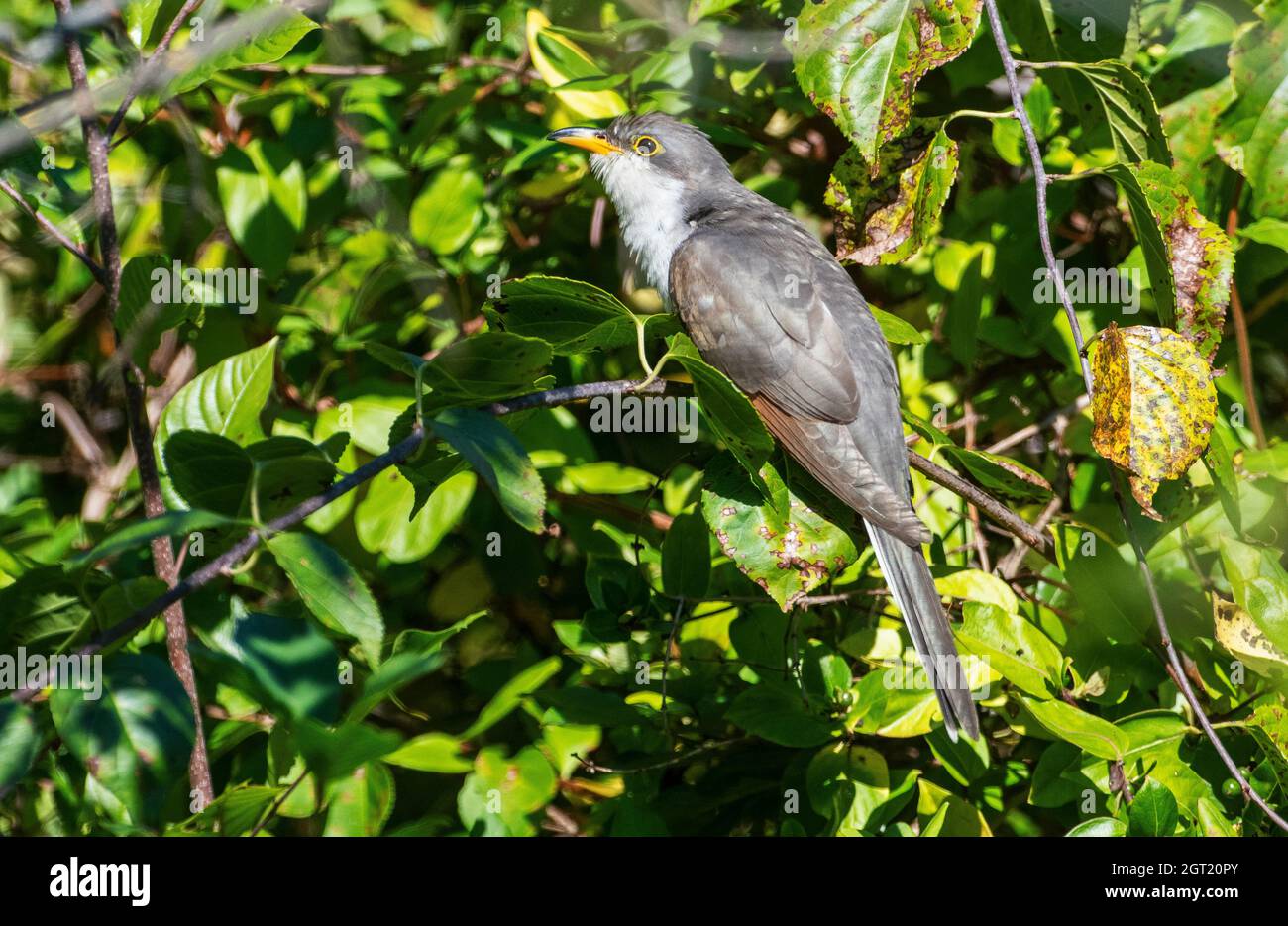 Yellow-billed cuckoo during autumn migration, Stock Photo