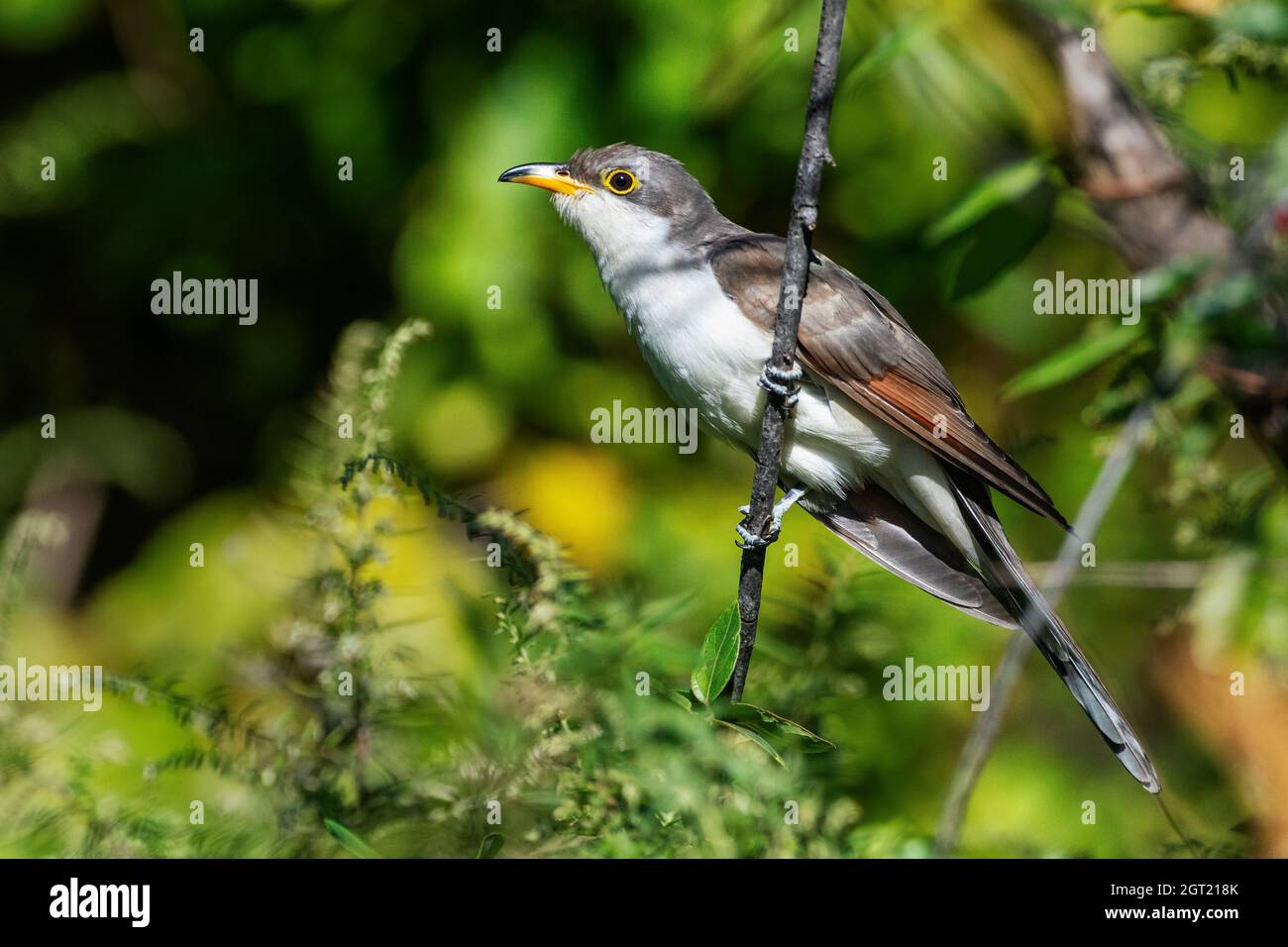 Yellow-billed cuckoo during autumn migration, Stock Photo