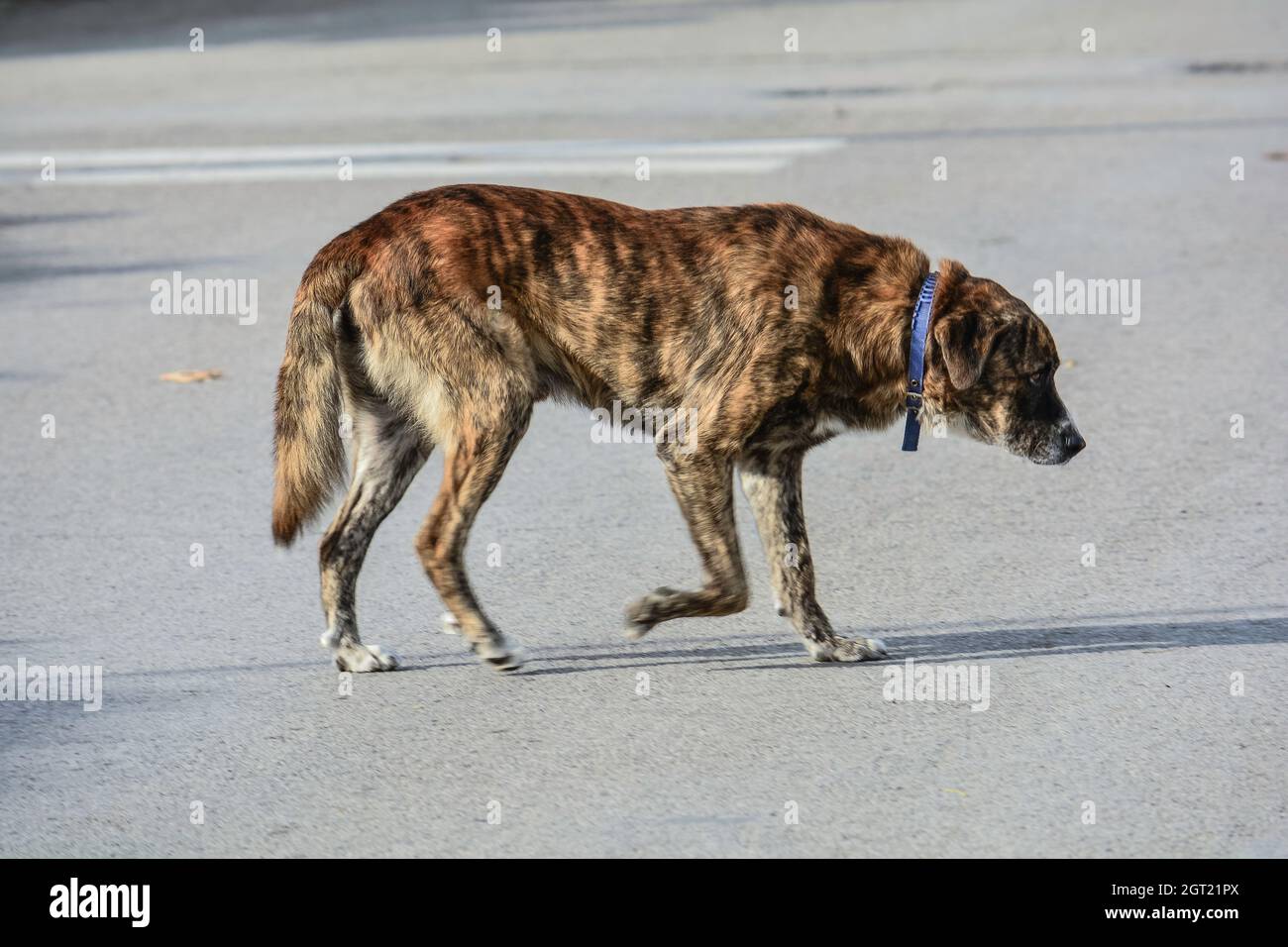 Side View Of Dog Walking On Road Stock Photo Alamy side-view-of-dog-walking-on-road-stock-photo-alamy