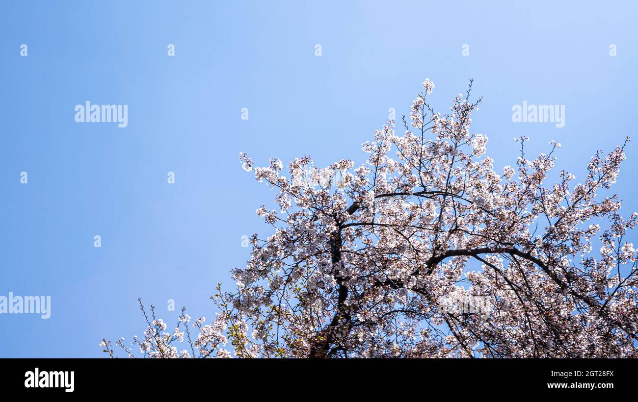 Beautiful branches of blossoming sakura trees with blues sky background