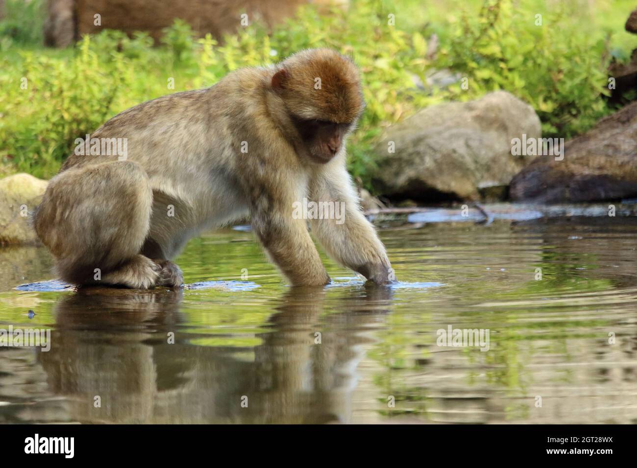 Monkey Drinking Water Stock Photo Alamy