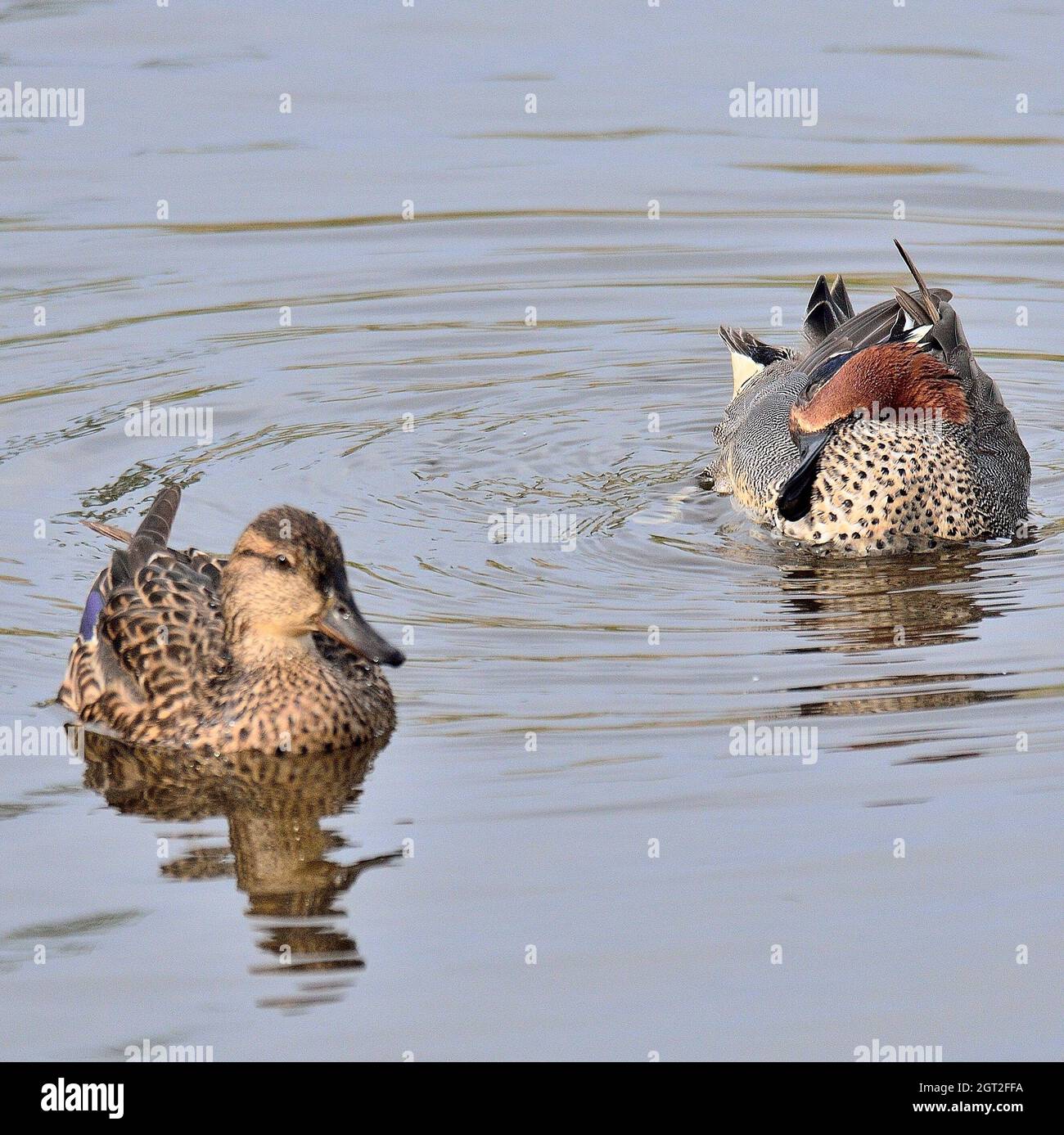 Two Ducks In Lake Stock Photo