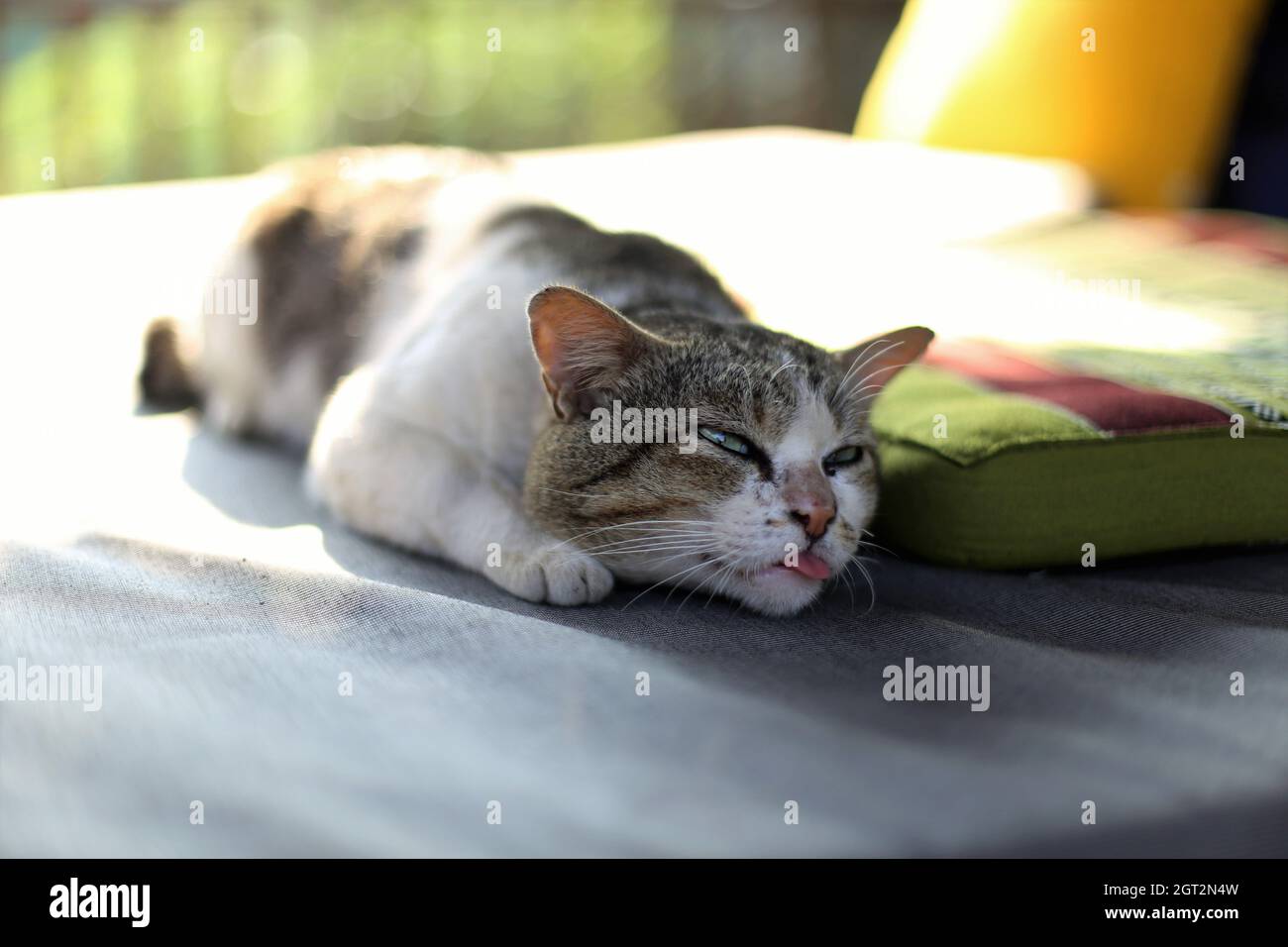 Cat Sleeping On Bed Stock Photo Alamy