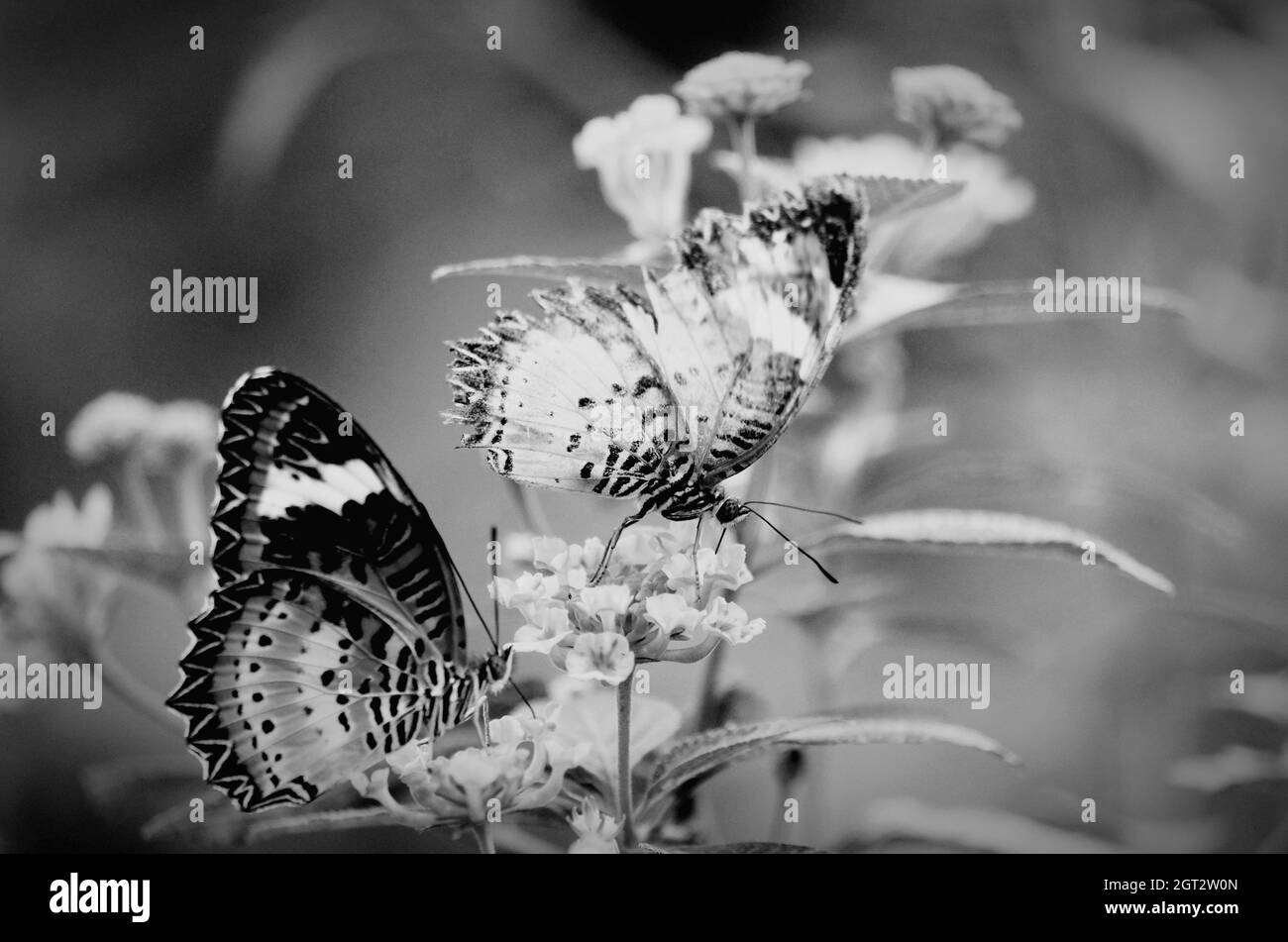 Pollination in nature Black and White Stock Photos & Images - Alamy