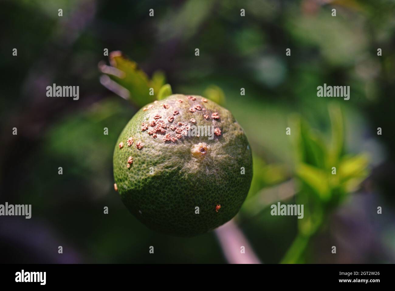 Fruit tree diseased fruit hires stock photography and images Alamy