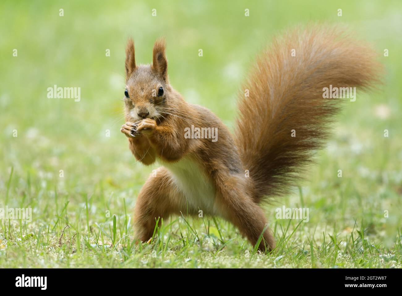 squirrel oa a meadow posing as a boxer Stock Photo