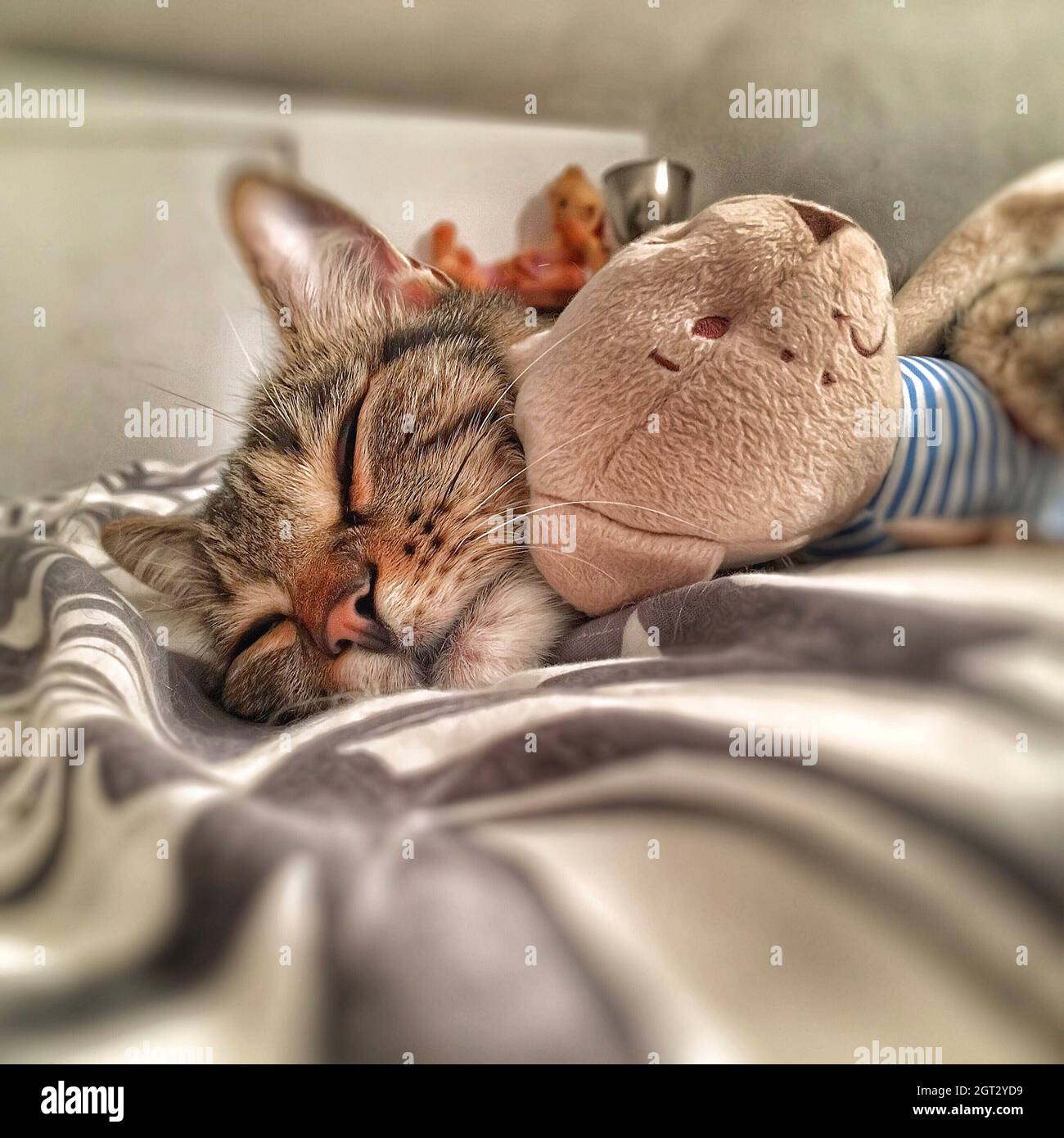 Cat Sleeping On Bed Stock Photo Alamy