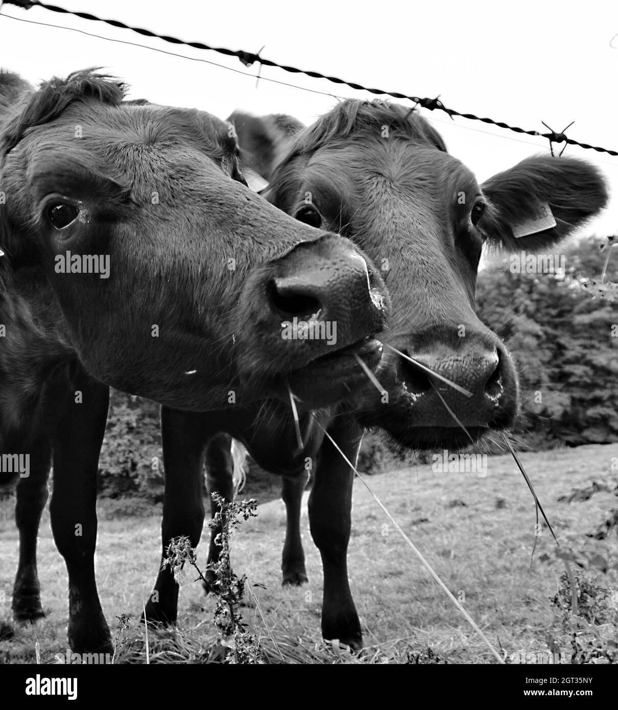 Cows looking at camera Black and White Stock Photos & Images - Alamy