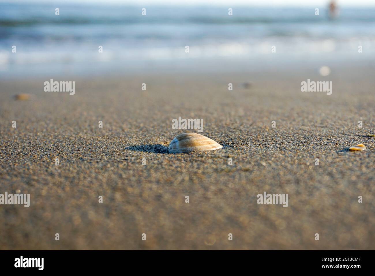 Close-up Of Shell On Beach Stock Photo
