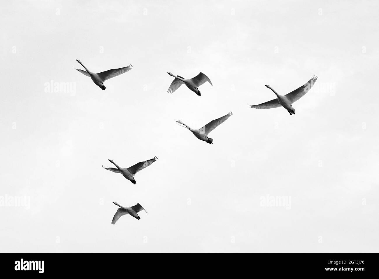 Low Angle View Of Seagulls Flying Stock Photo