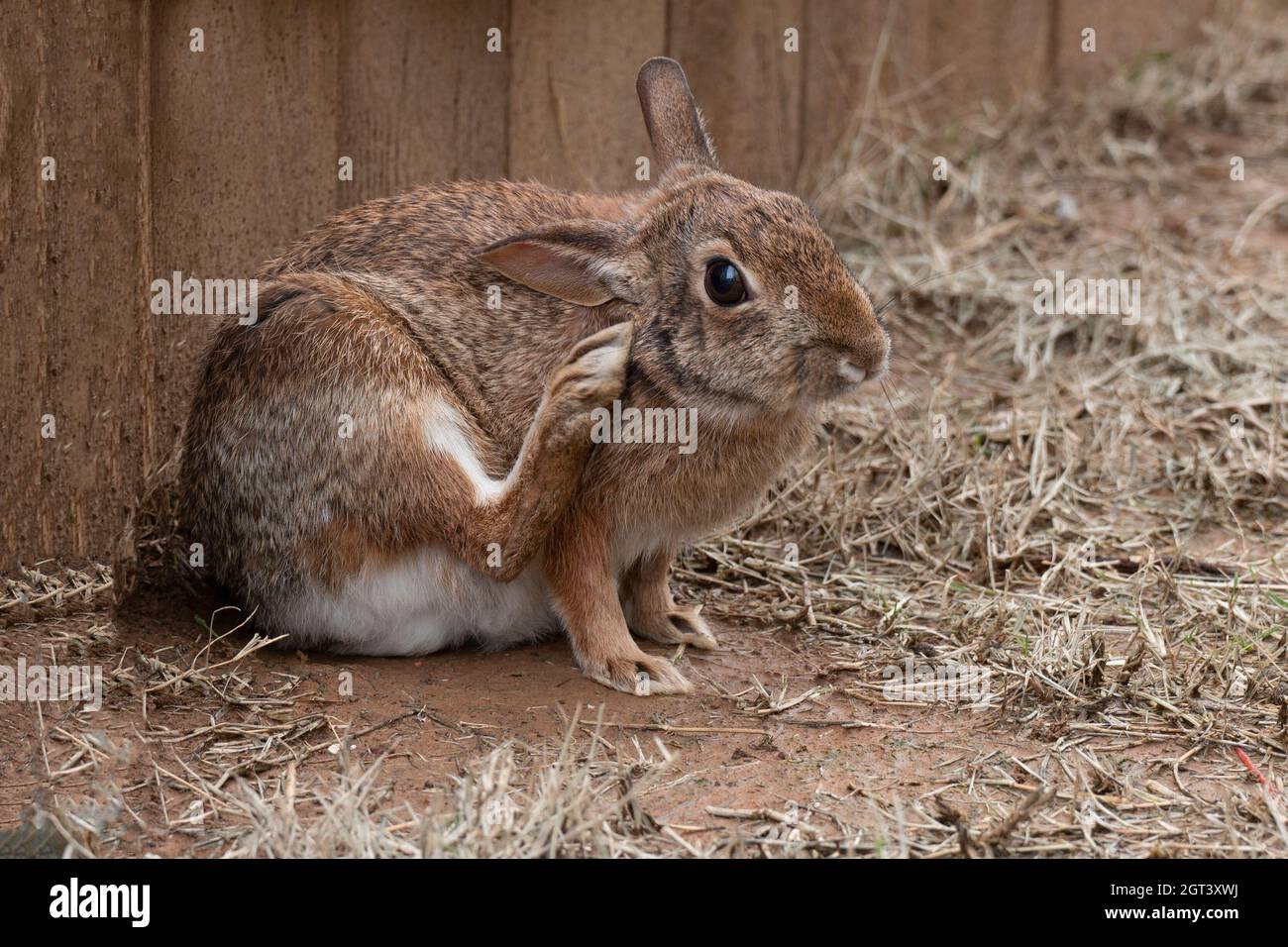 Rabbits Lagomorpha Are The Members Of The Taxonomic Order The