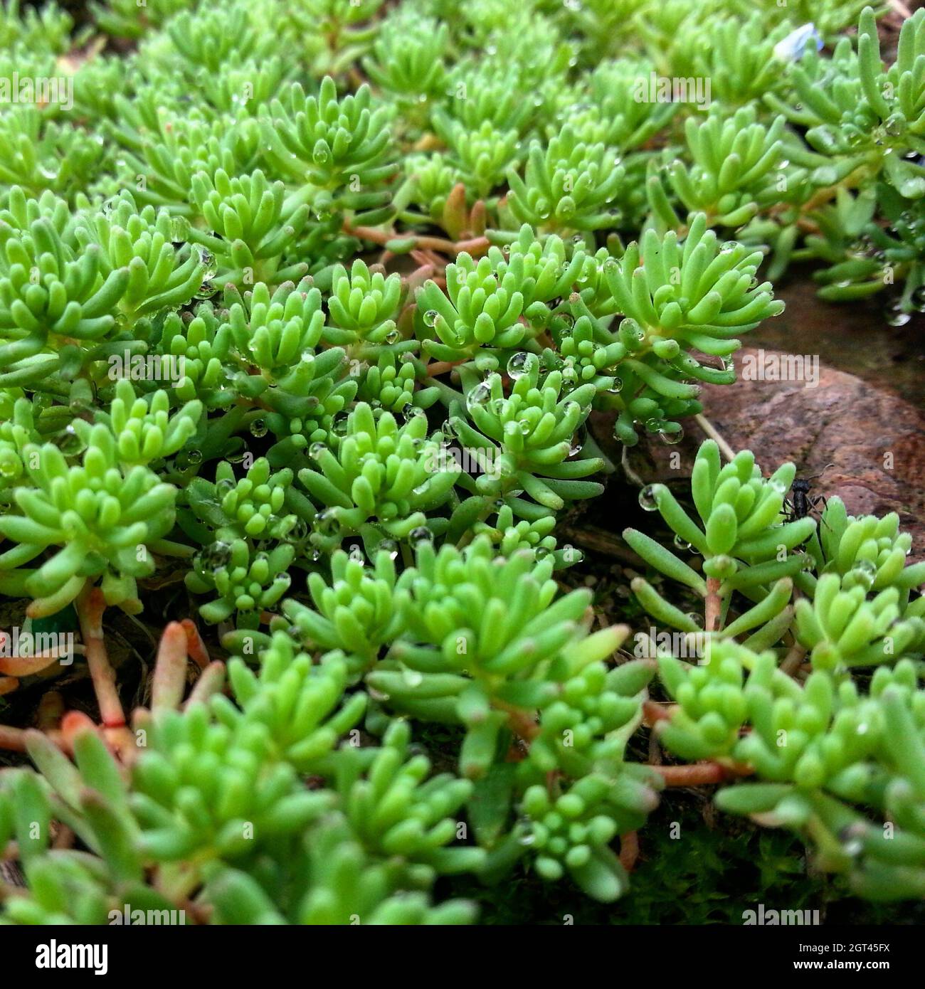 An Ant And A Sea Of Succulents Stock Photo Alamy