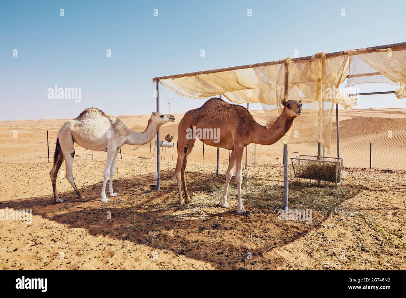 Sand shelter middle east hires stock photography and images Alamy