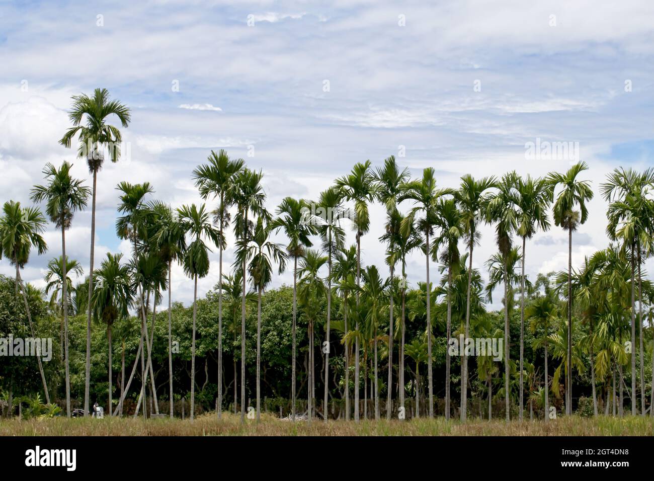 Areca palm nuts hi-res stock photography and images - Alamy