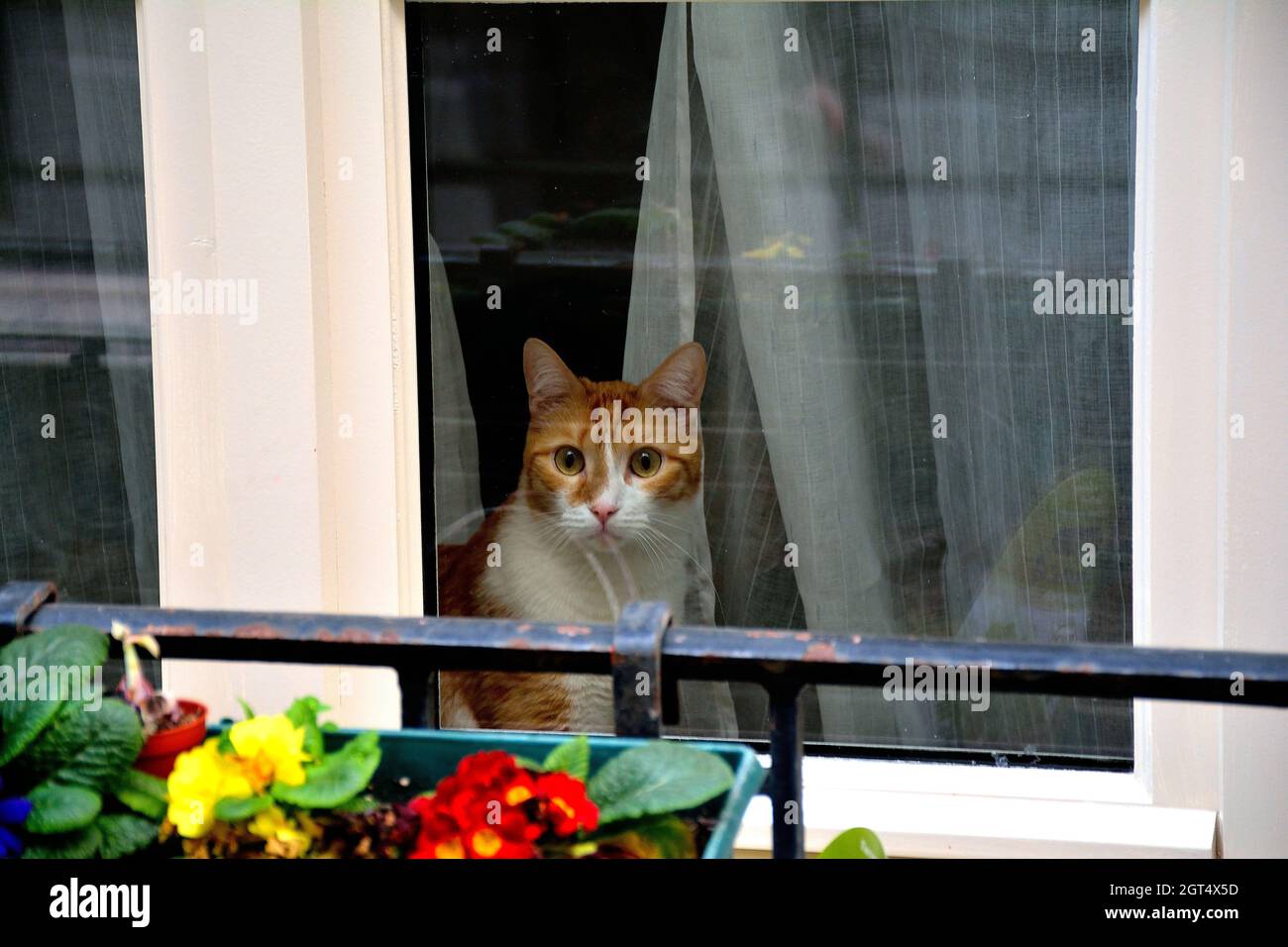 cat on window sill