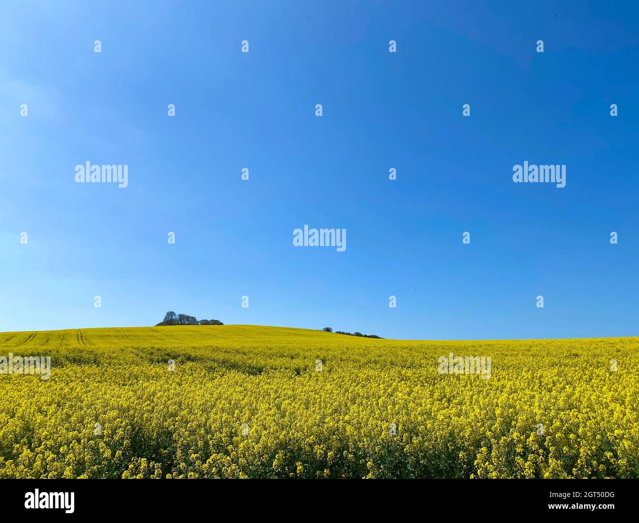 Scenic View Of Field Against Clear Blue Sky Stock Photo