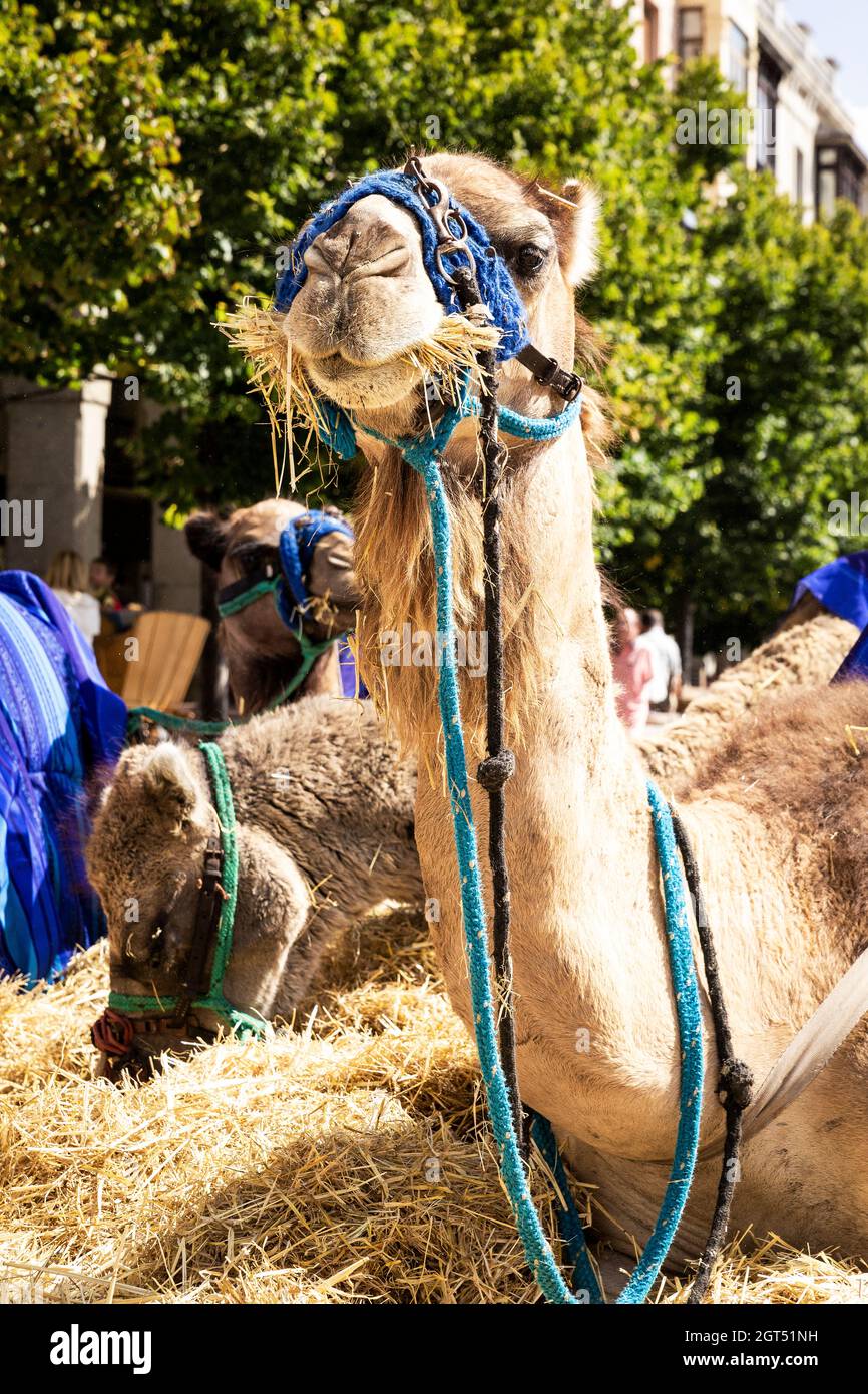 Camel farm spain hi-res stock photography and images - Alamy