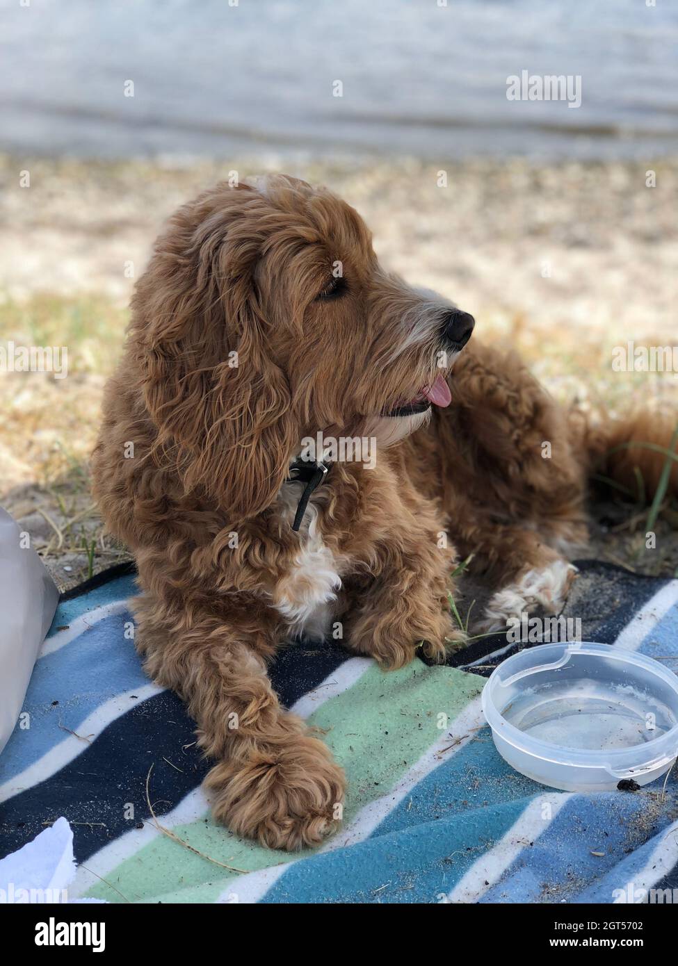Cockerdoodle hi-res stock photography and images - Alamy
