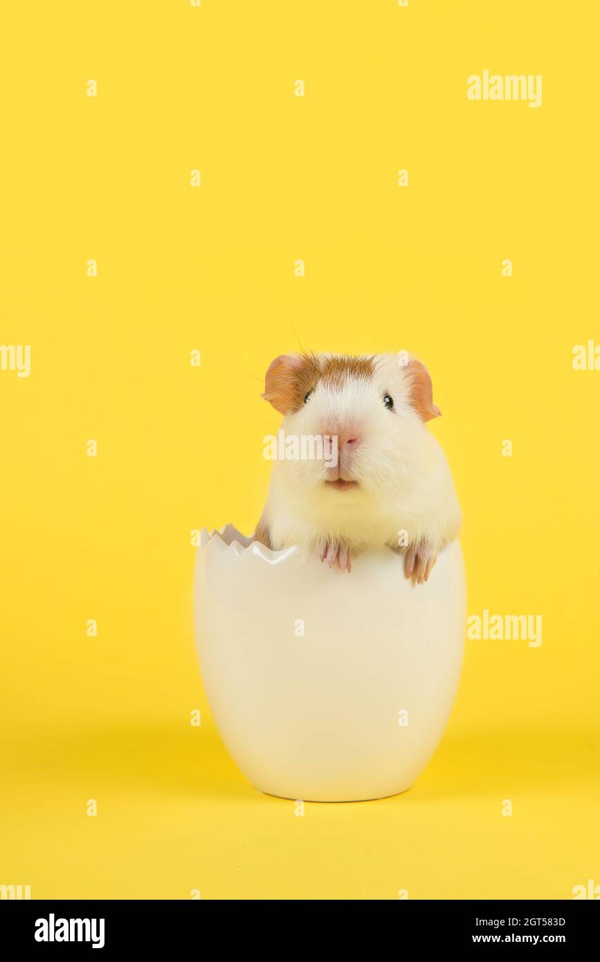 guinea pig egg