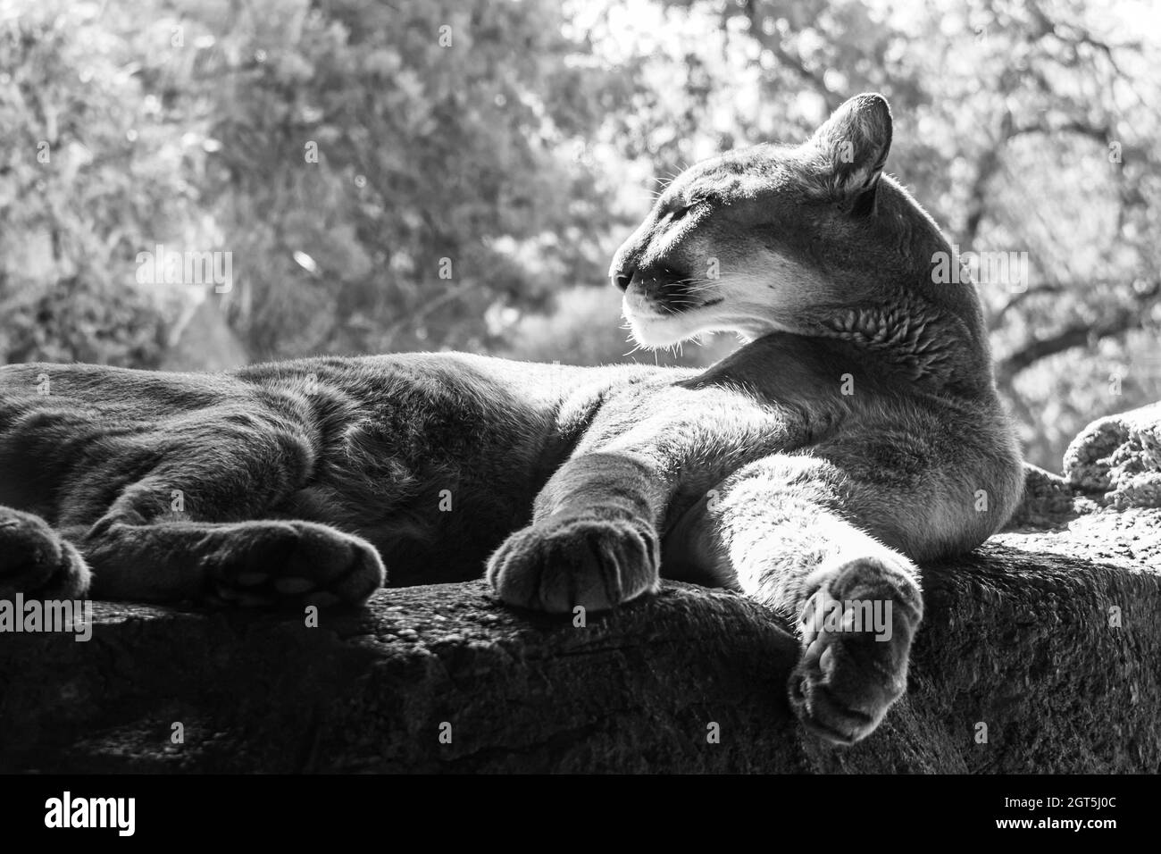 Black and white photo of large wildcat mountain lion, lying on rocks  Stock Photo