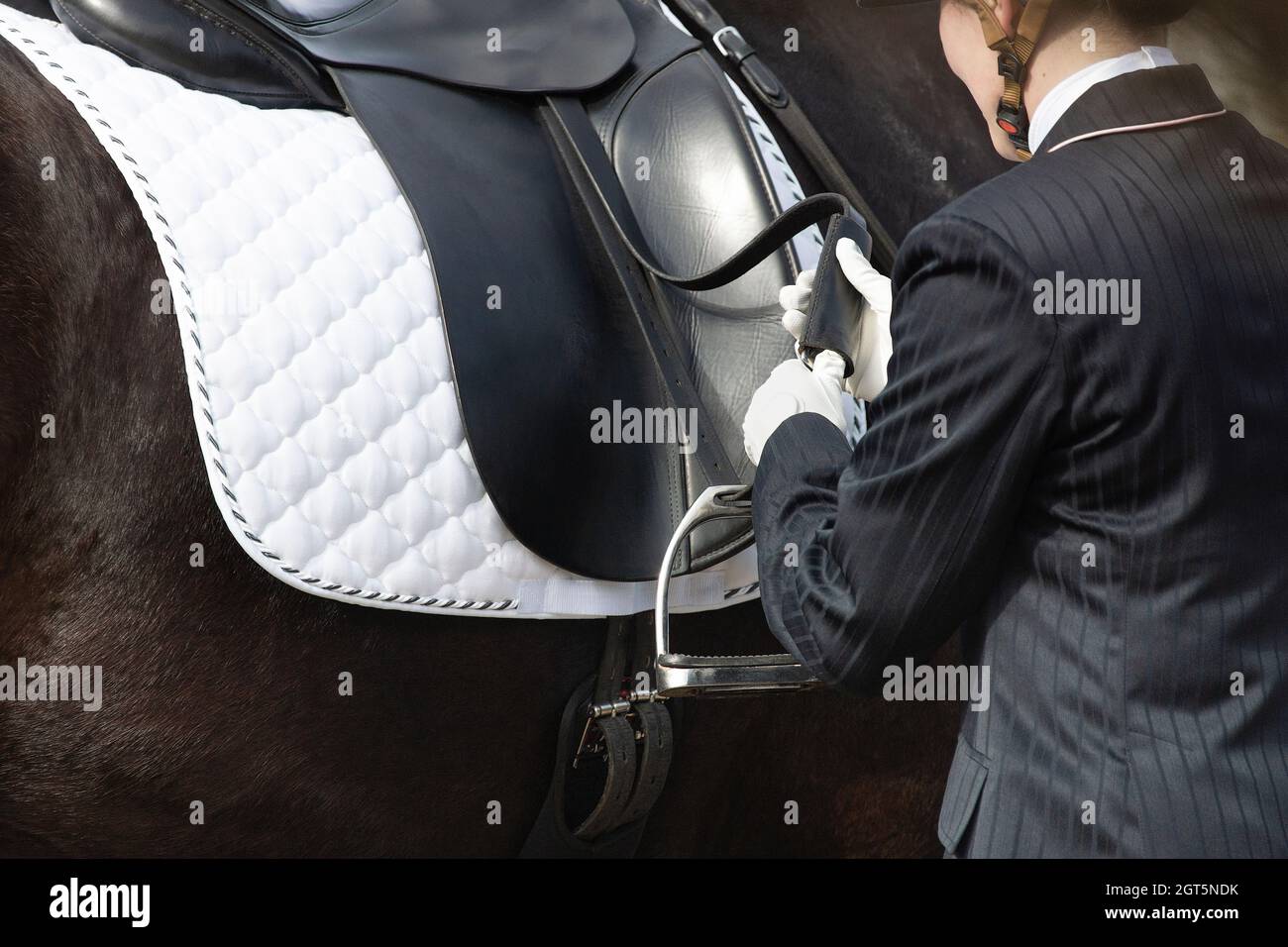 Friesian horse dressage hi-res stock photography and images - Alamy