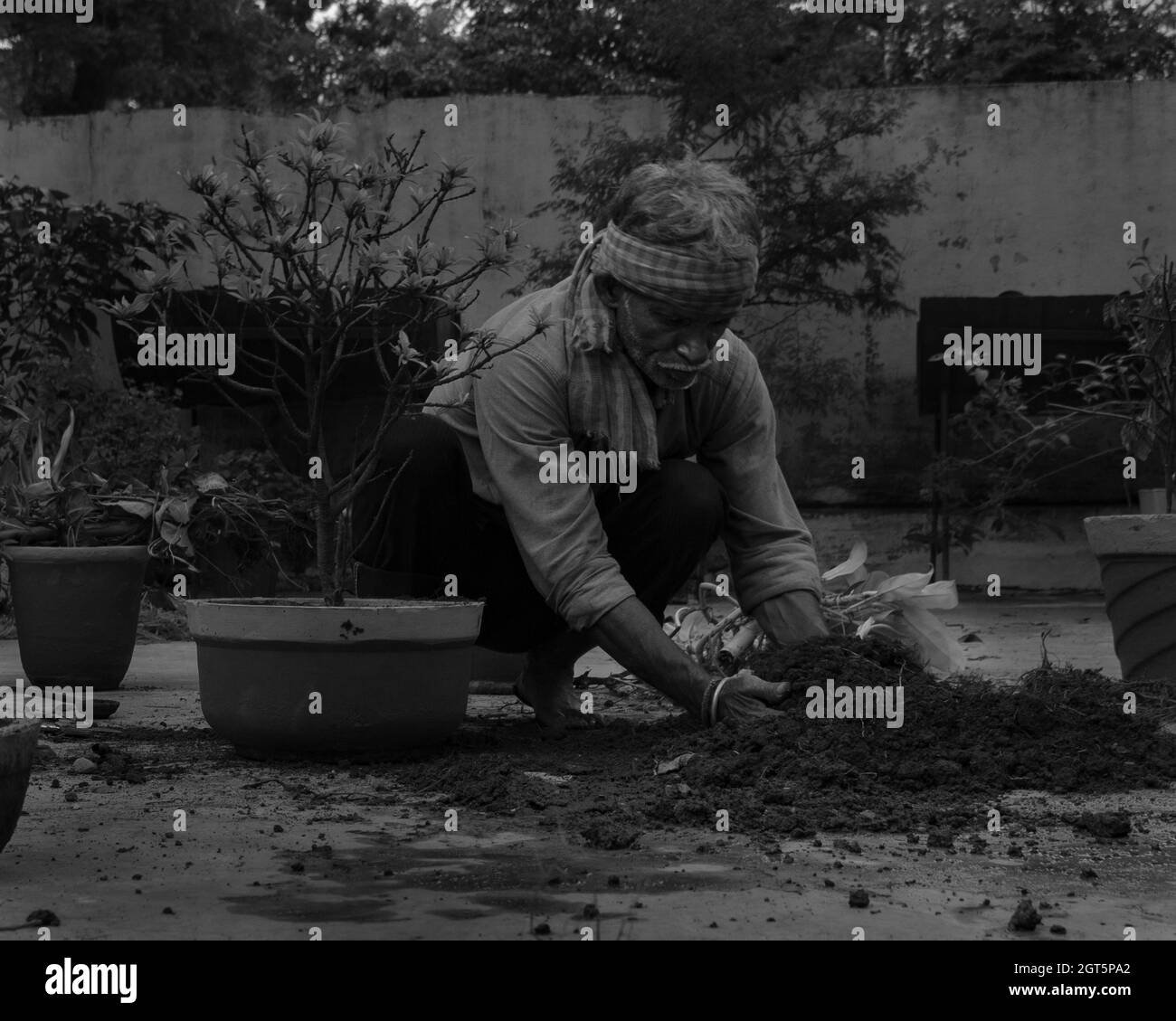 Container planting Black and White Stock Photos & Images - Alamy