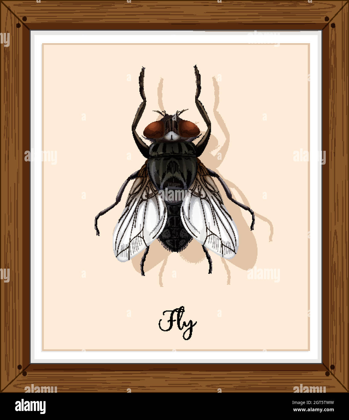Fly on wooden frame Stock Vector