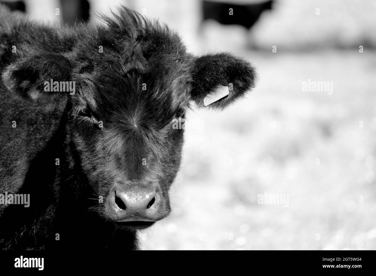 Black angus cow eye close up hi-res stock photography and images - Alamy