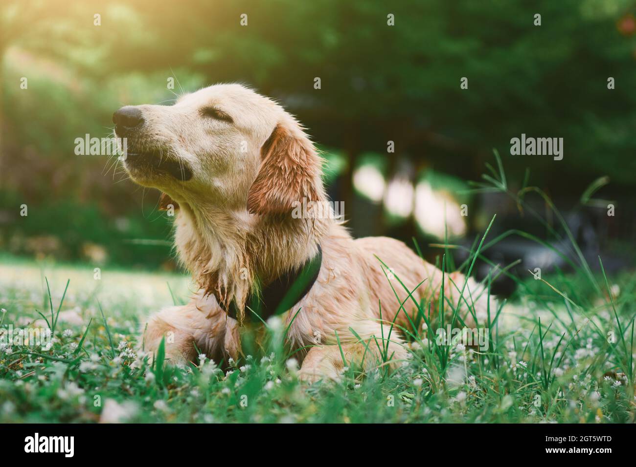 Why Do Dogs Look Away