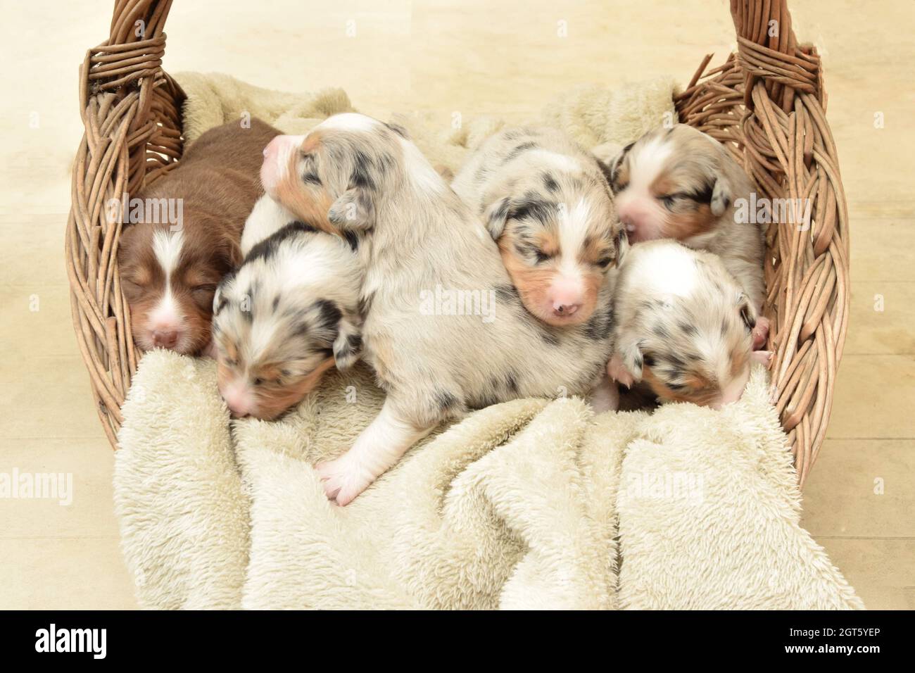 Four basket dog dogs puppy hires stock photography and images Alamy