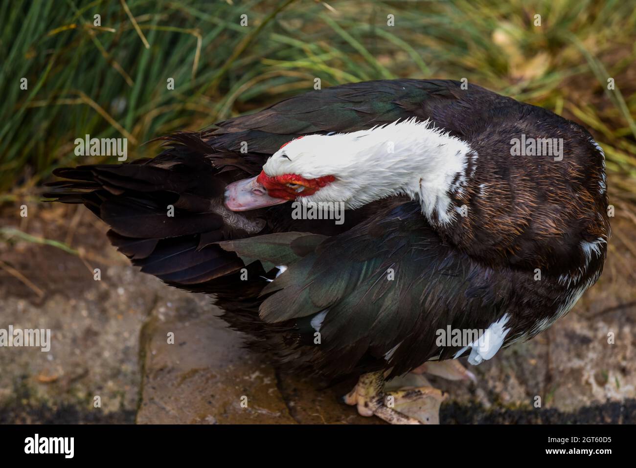 Muscovy Duck with red face and black and white feathers Stock Photo