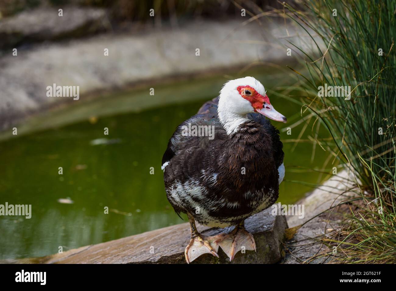 Muscovy Duck with red face and black and white feathers Stock Photo