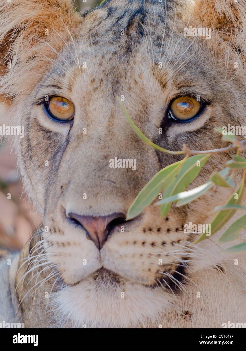 Lions nose hires stock photography and images Alamy