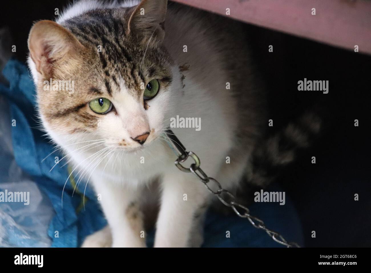 Captive chains hires stock photography and images Alamy