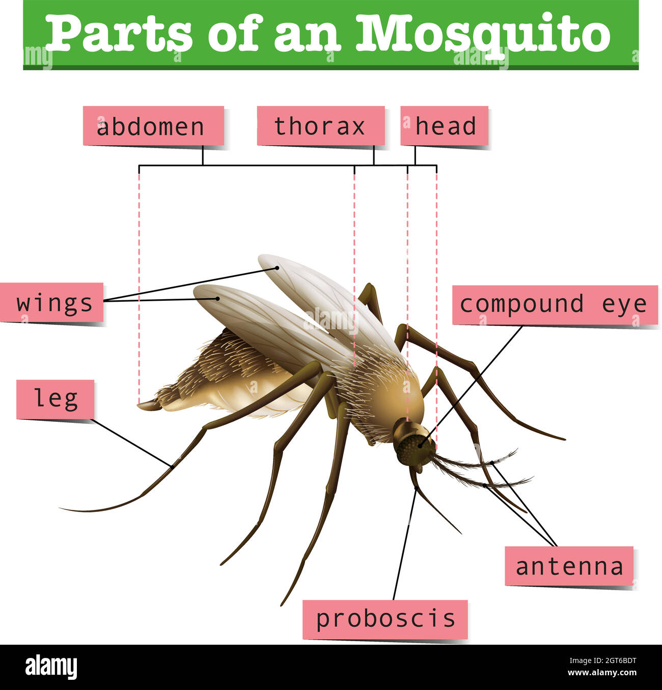 Different parts of mosquito Stock Vector