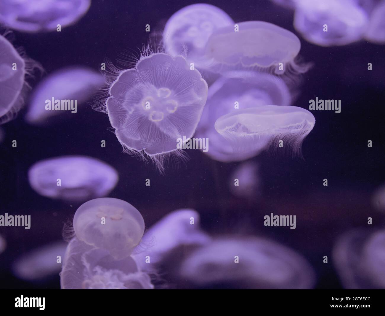 Close-up Of A Smack Of Moon Jellyfish, Aka Aurelia Aurita In The Ocean Stock Photo