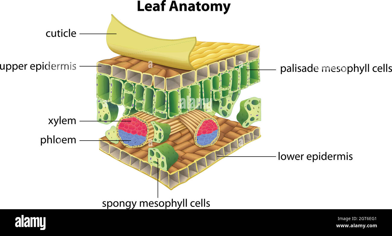 Structure of a leaf Stock Vector