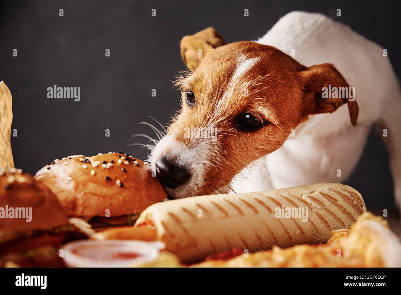 Why Do Dogs Steal Food