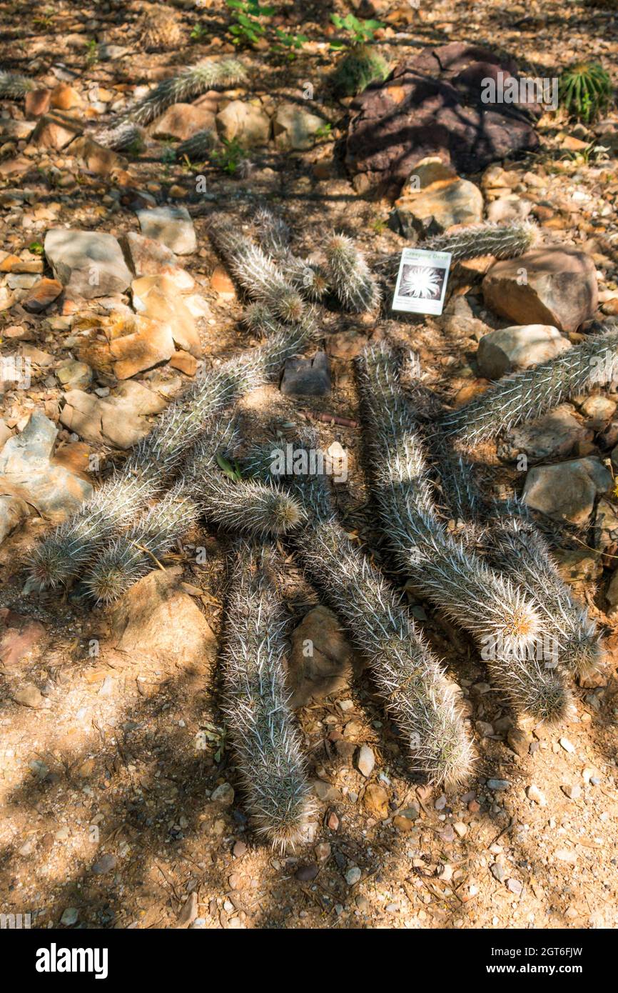 Creeping Devil cactus, vertical image Stock Photo