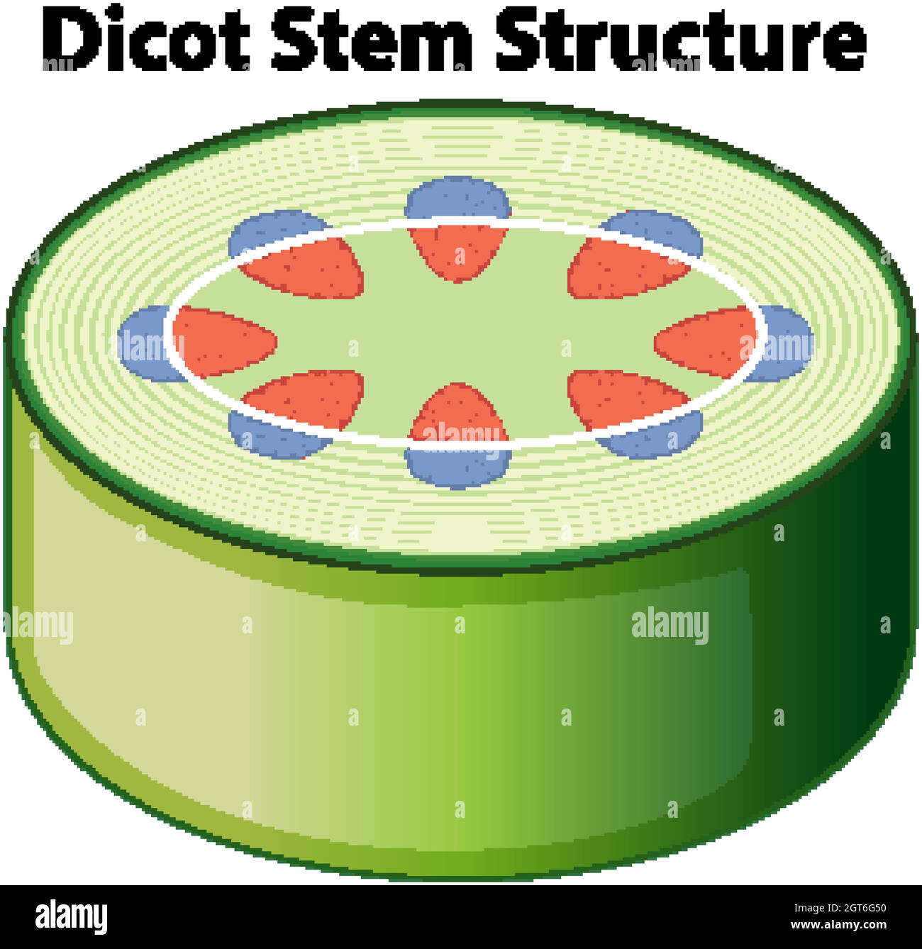 Diagram showing dicot stem structure Stock Vector