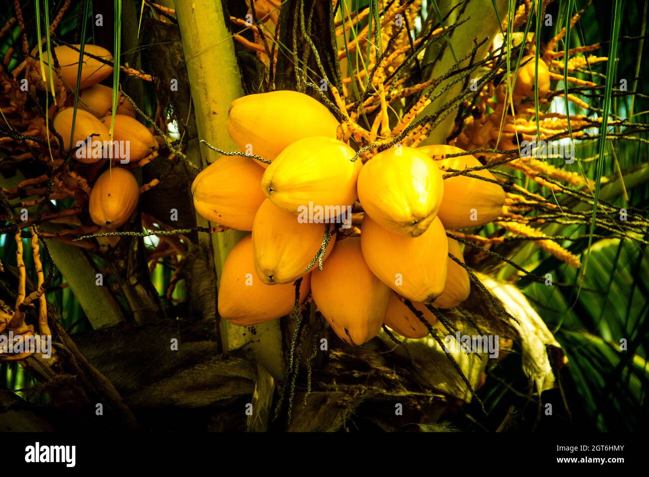 Close-up Of Fruits Hanging On Kokosnüsse Stock Photo