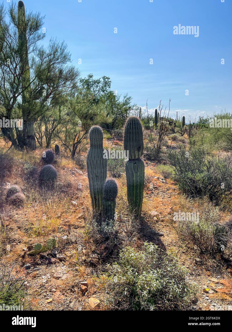 Beautiful Arizona desert landscape with cacti and other plants Stock Photo