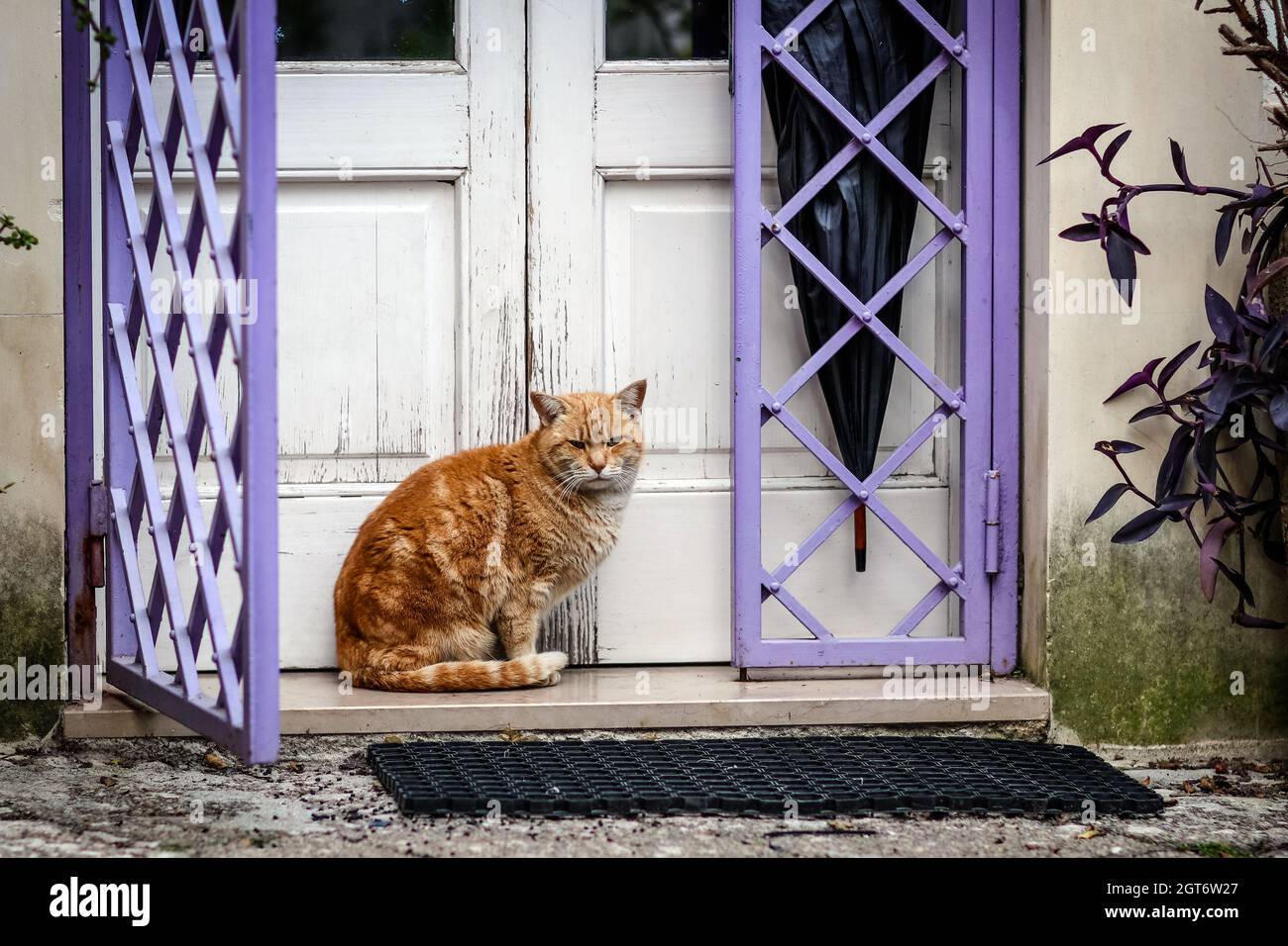 Cat Waiting At Door Stock Photo Alamy