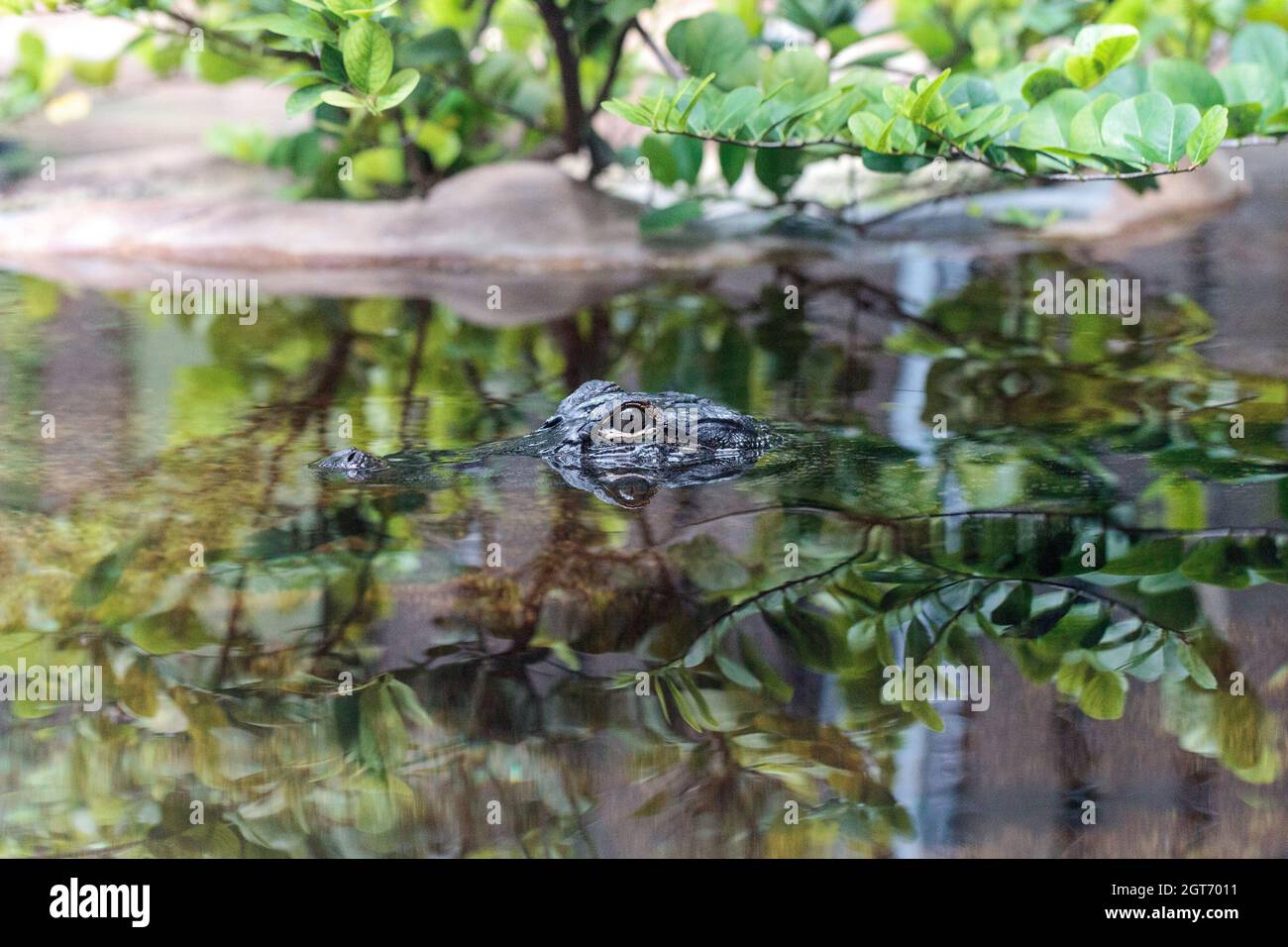 Baby Alligator Peering Through Water In A Pond In Sarasota, Florida Stock Photo